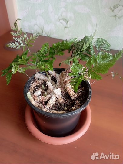 Папоротник давалия