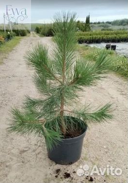 Ель, туя, сосна в горшке на века