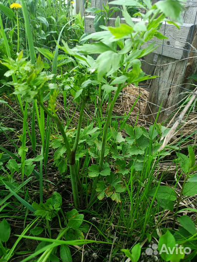 Любисток, пряные травы