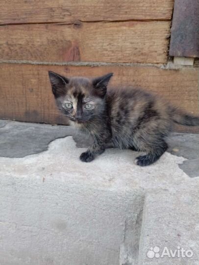 Два мальчика и девочка