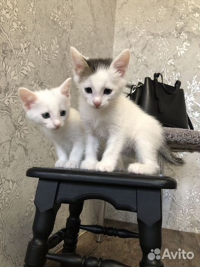 Котёнок отдам бесплатно