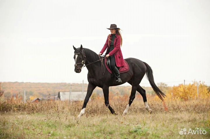 Лошадь в аренду