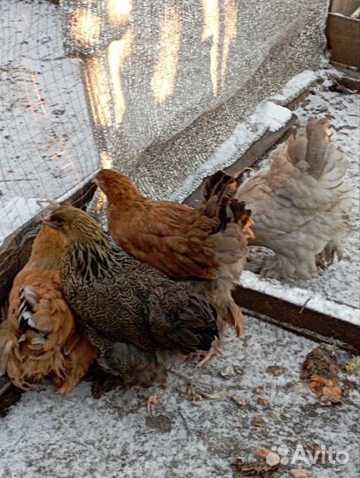 Инкубационное яйцо породной птицы