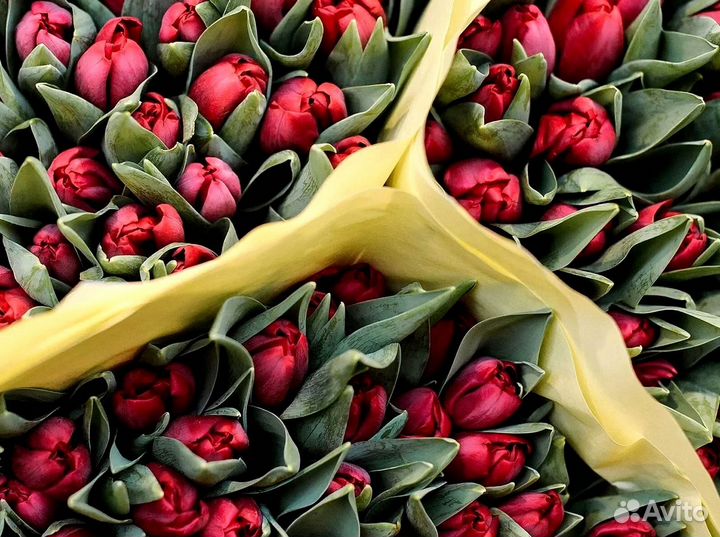 Тюльпаны опт