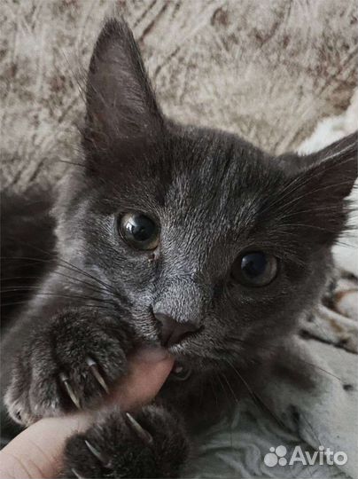 Котенок в добрые руки