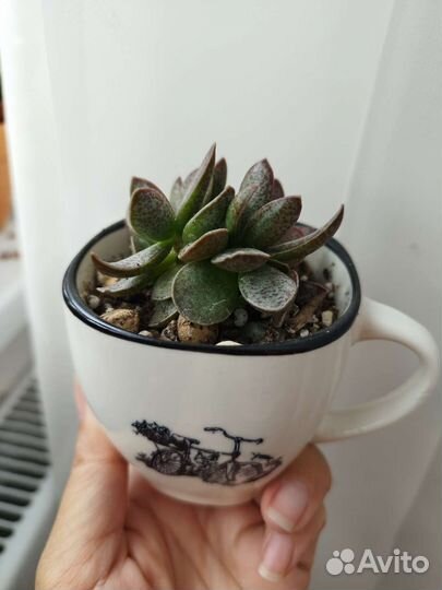 Адрамискус trigynus