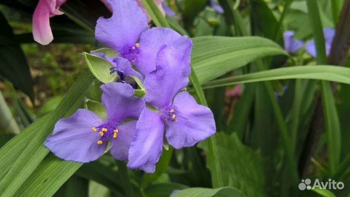 Многолетние цветы