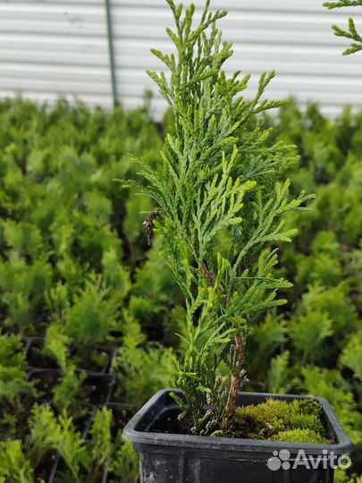 Туя смарагд