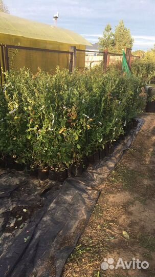 Голубика садовая саженцы