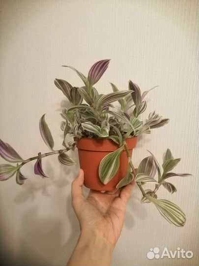 Традесканции белая, зеленая