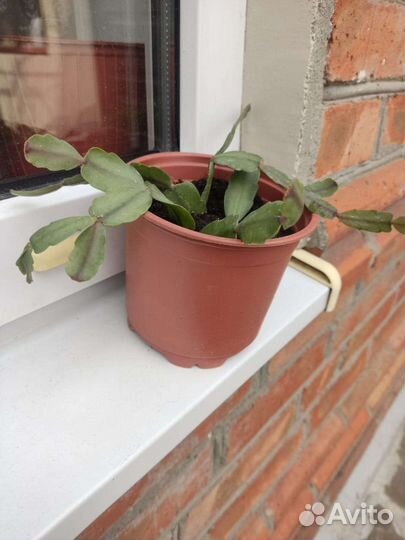 Домашние растения цветы