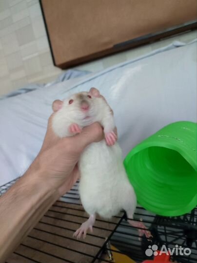 Крыса с клеткой