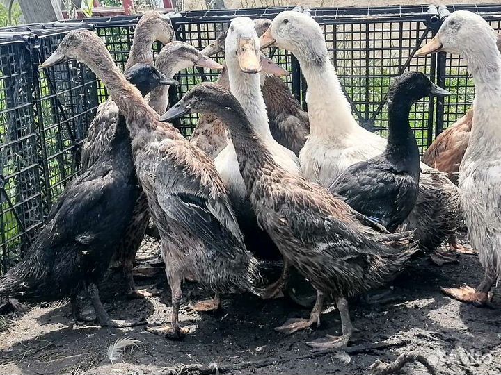 Утки индийский бегунок