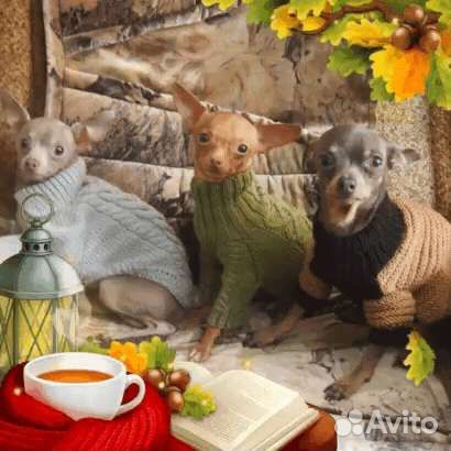 Одежда для собак