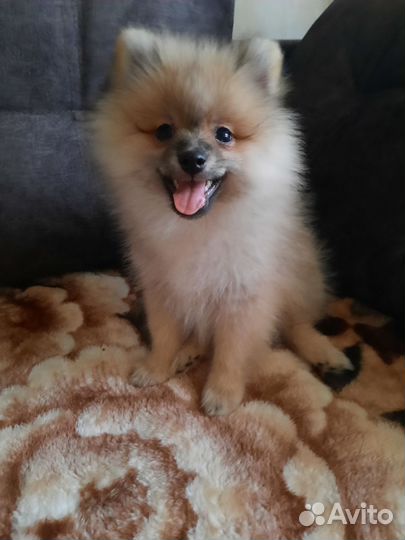 Щенки шпица