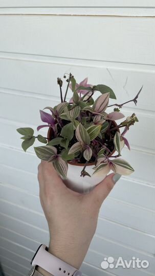 Традесканция радужный холм