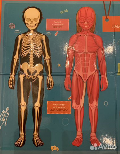 Магнитная игра «Тело человека» энциклопедия