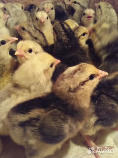 Инкубационное яйцо Барковская барвистая