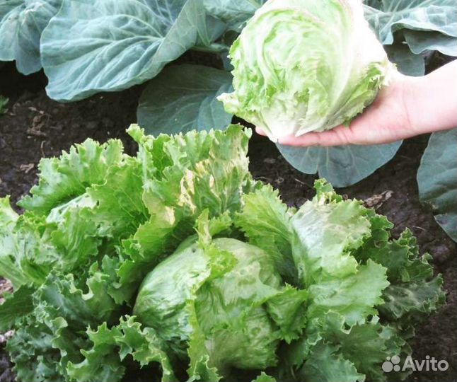 Зелень оптом и в розницу