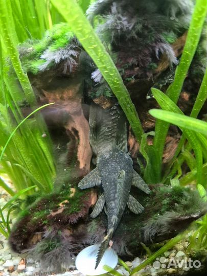 Сомы анцитрусы