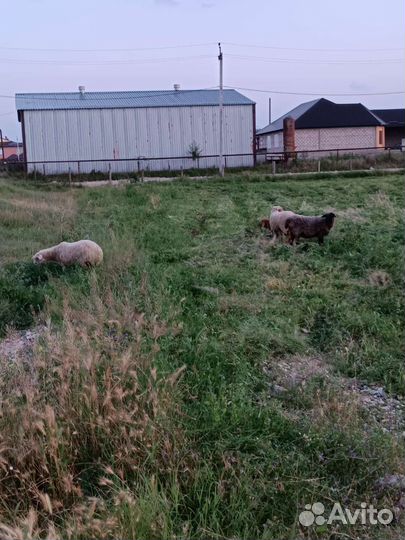 Овцы бараны