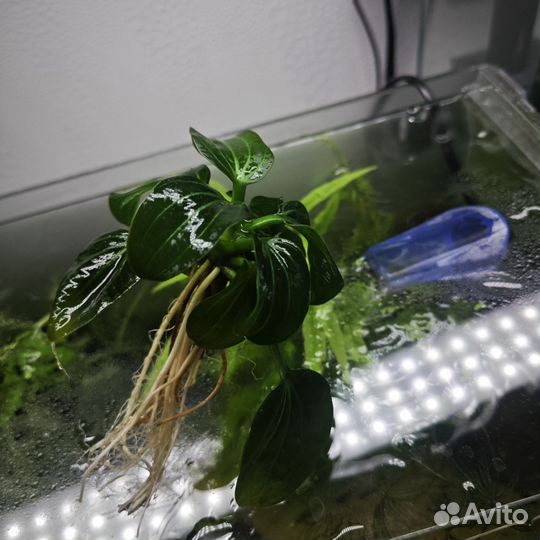 Аквариумные растения