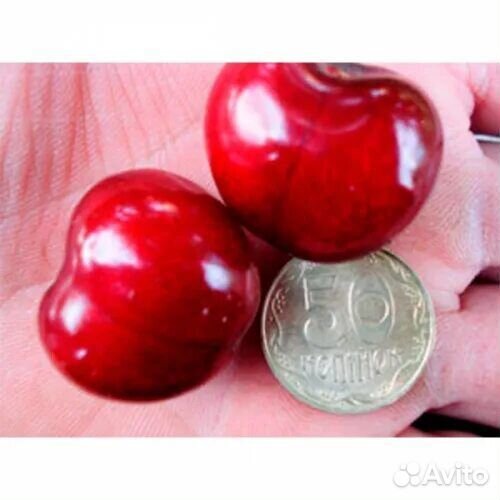 Саженцы Черешни