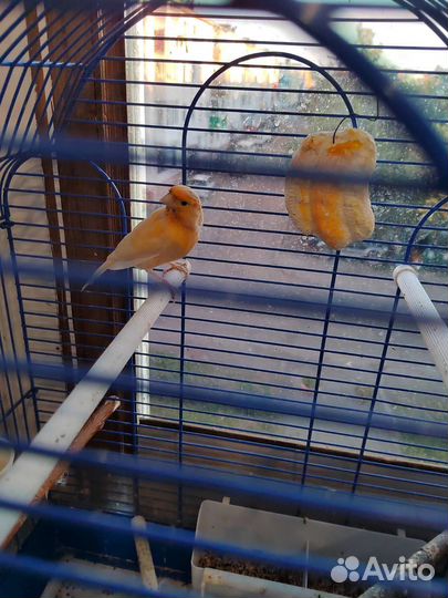 Кенара и канарейки