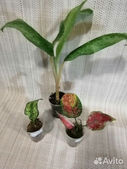 Комнатные растения в ассортименте