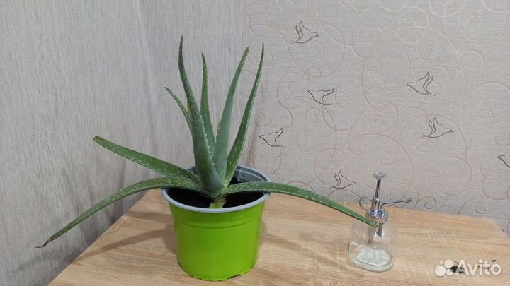 Алоэ 3 года