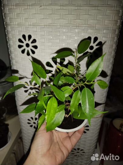 Комнатные цветы