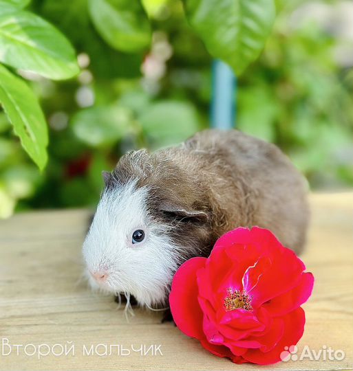 Морская свинка тедди