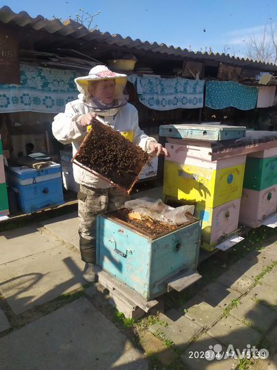 Пчелы и улья