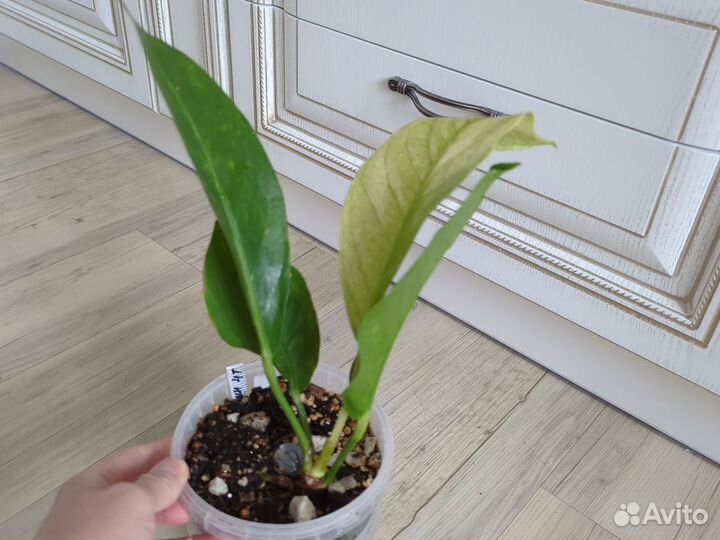 Антуриум декоративно лиственный