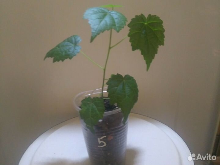 Клен комнатный абутилон