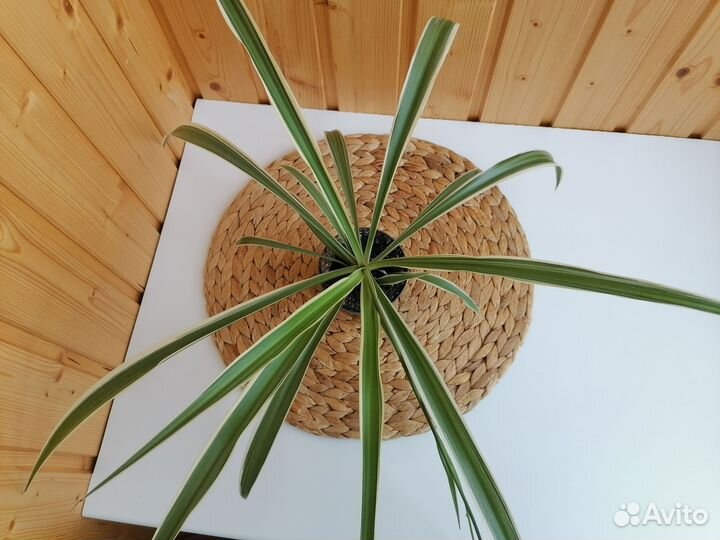 Хлорофитум