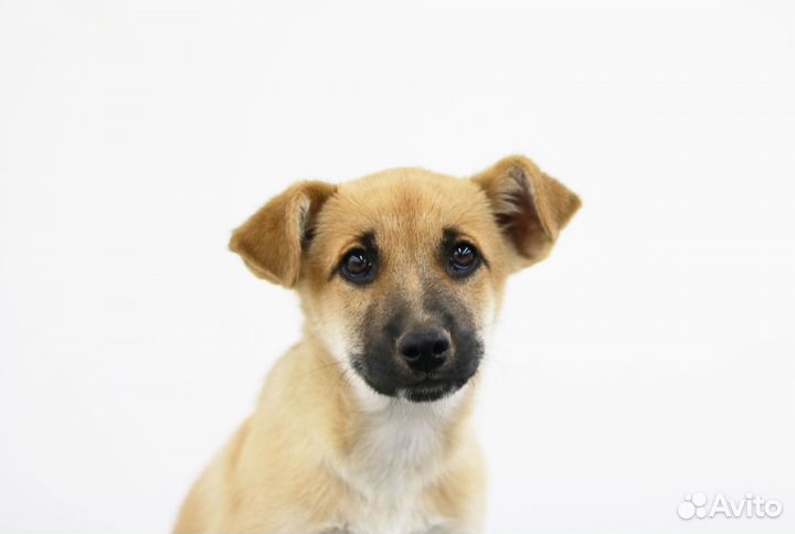 Щенок для вас