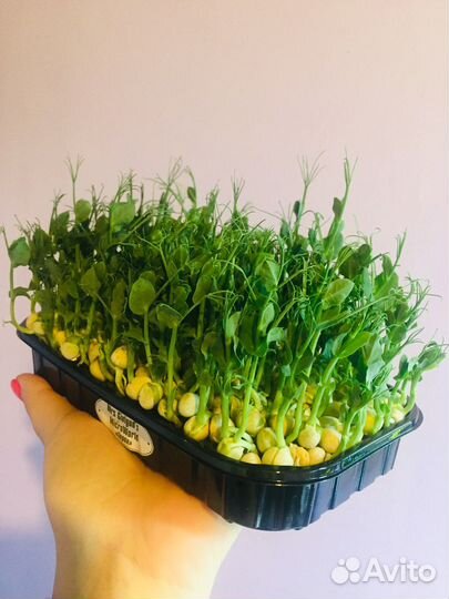 Горох микрозелень
