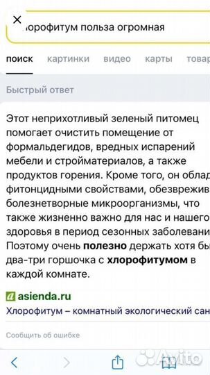 Хлорофитум Лаксум Серебристый