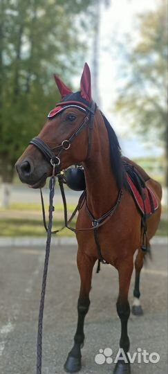 Конные прогулки