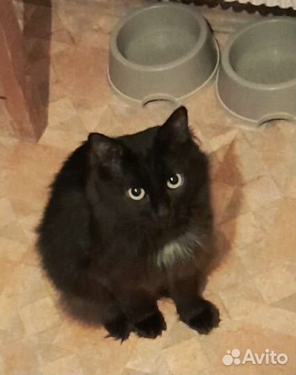 Ручной черный котик с белым жабо