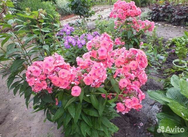 Декоративные растения