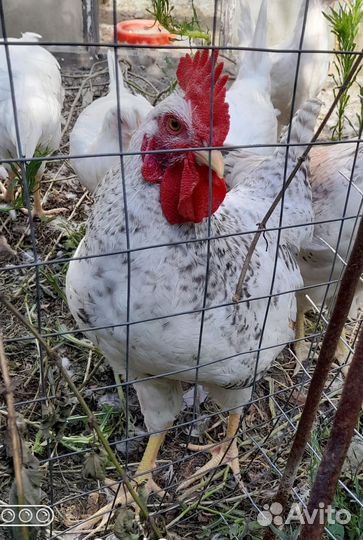 Молодые петушки породы Барковская барвистая