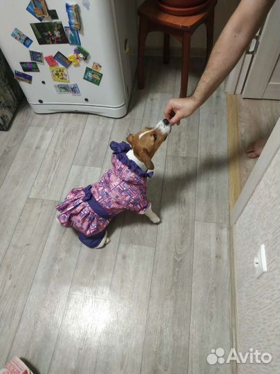 Зимний комбинезон для собаки
