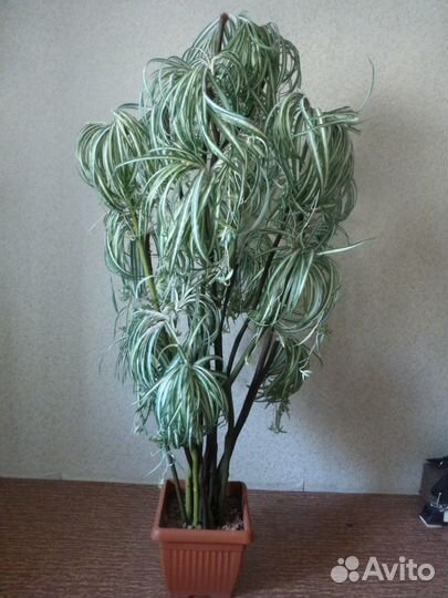 Драцена искусственная