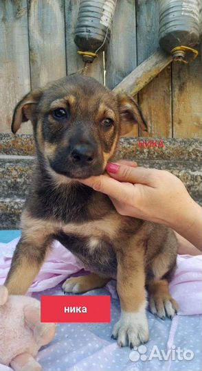 Красивый щенок овчаристого окраса в добрые руки