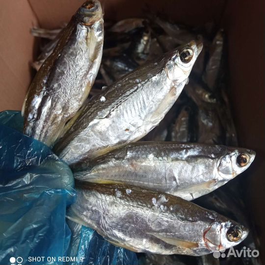 Уклейка Донская (Себель)