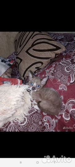 Кошка сфинкс