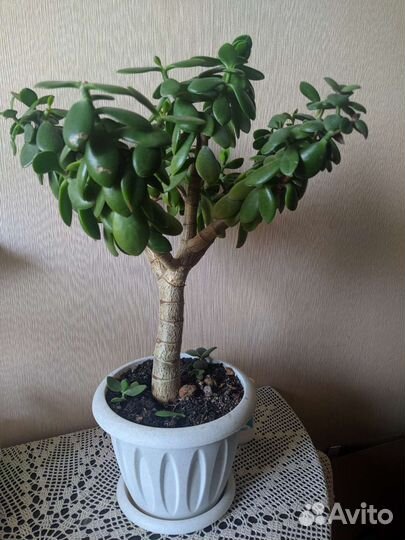 Крассула толстянка (денежное дерево)