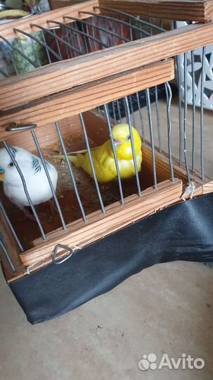 Волнистый попугай